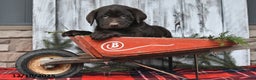 Labrador Retriever dogs for sale: Samson - Ad 4
