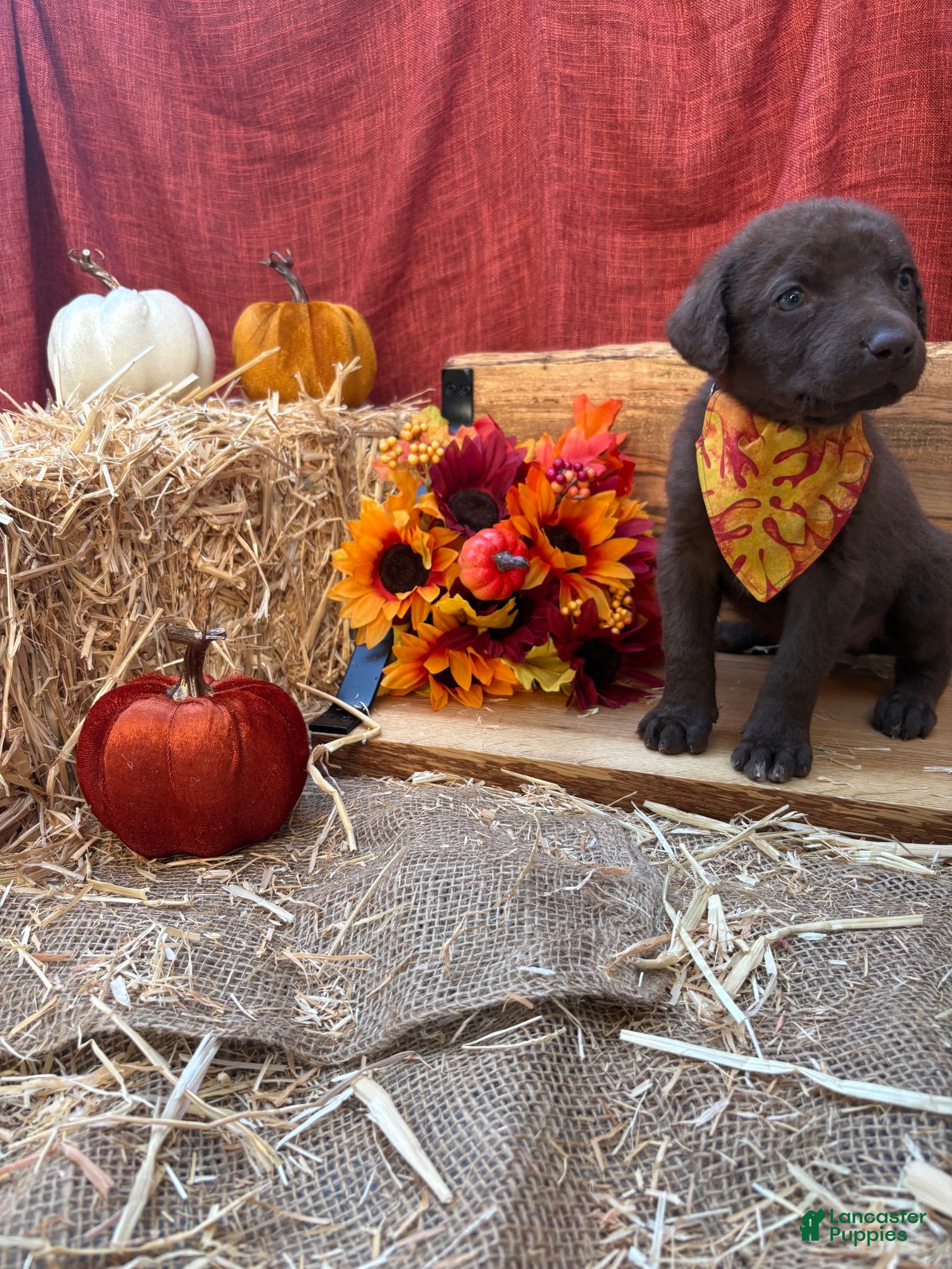 Chesapeake Bay Retriever dogs Chesapeake Bay Retriever 6 - Ad 12