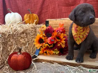 Chesapeake Bay Retriever dogs Chesapeake Bay Retriever 6 - Ad 12