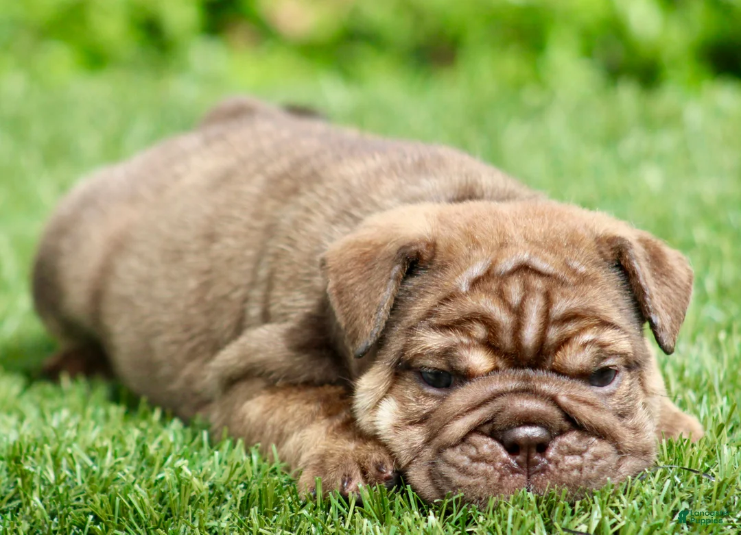 English Bulldog dogs for sale: English Bulldog Puppy  - Ad 2