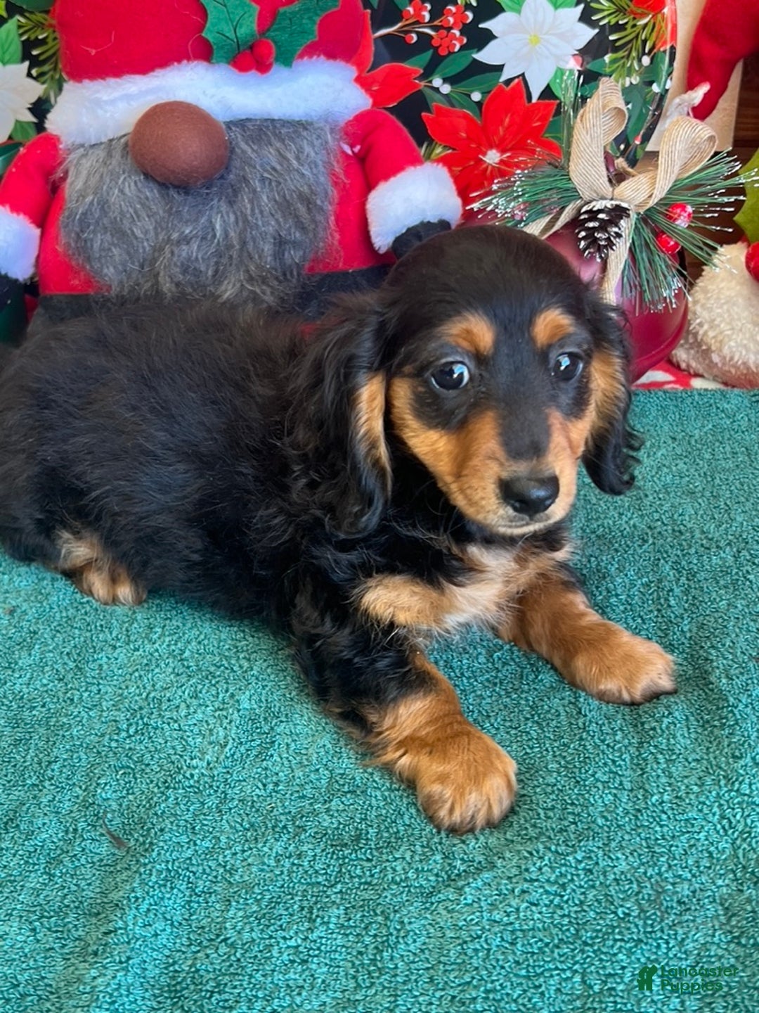 Miniature Dachshund dogs for sale: Peggy - Ad 3
