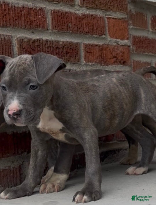 Mixed Breed dogs Mixed Breed Puppy 1 - Ad 16