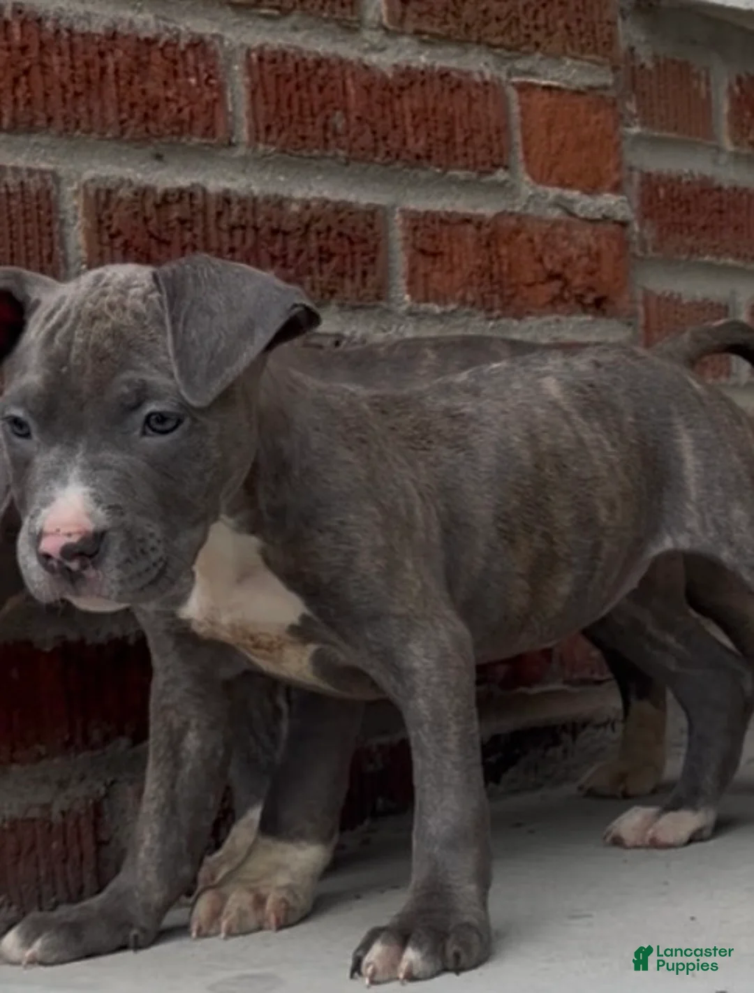Mixed Breed dogs for sale: Mixed Breed Puppy 1 - Ad 1