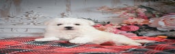 Bichon Frise dogs for sale: Meverick - Ad 2