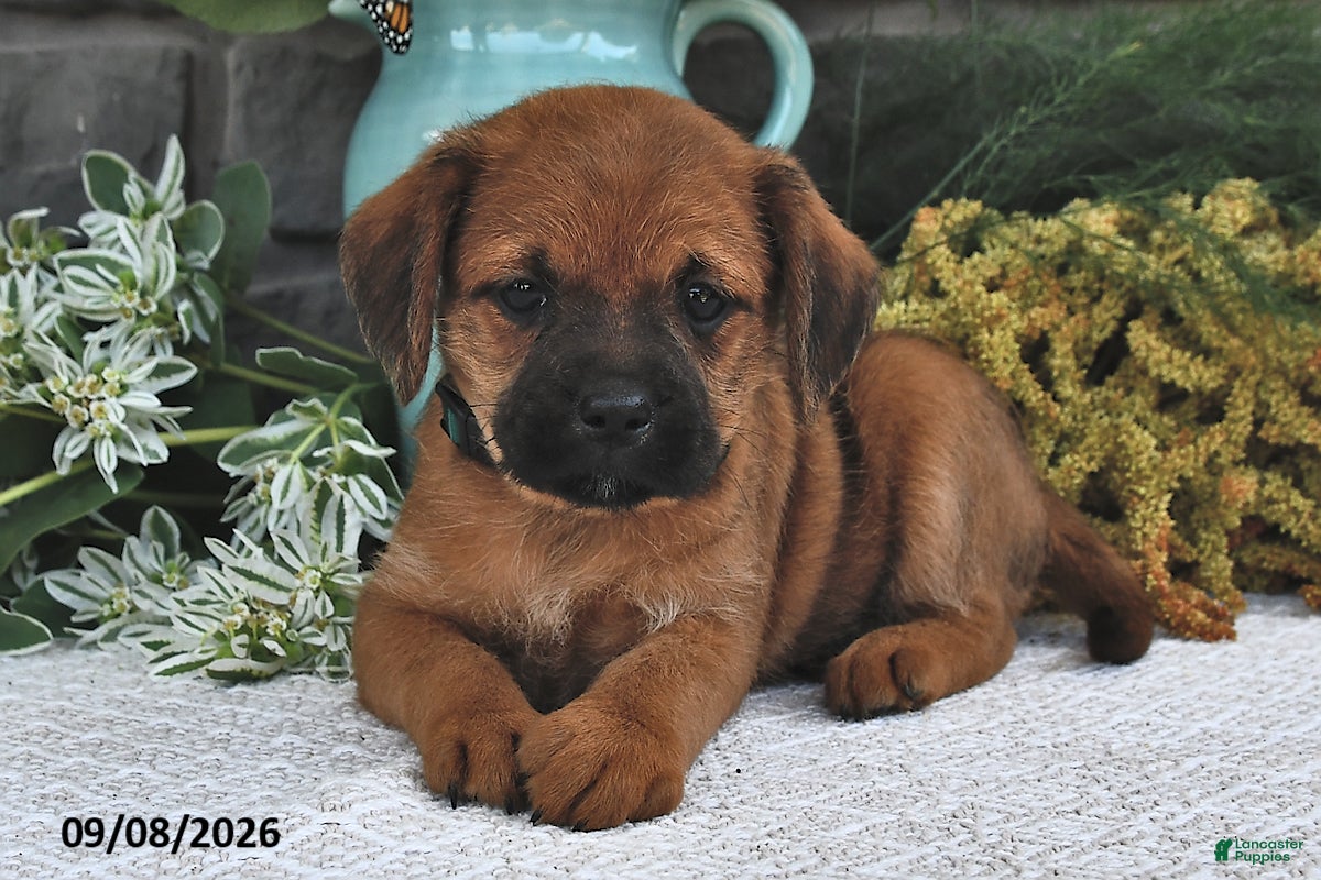 Mixed Breed dogs Violet  - Ad 1