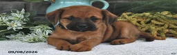 Mixed Breed dogs for sale: Violet  - Ad 1