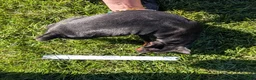 Miniature Pinscher dogs for sale: Spark - Ad 12