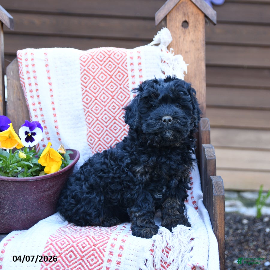 Mixed Breed dogs Max - Ad 2