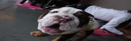 English Bulldog dogs for sale: English Bulldog Puppy 1 - Ad 5