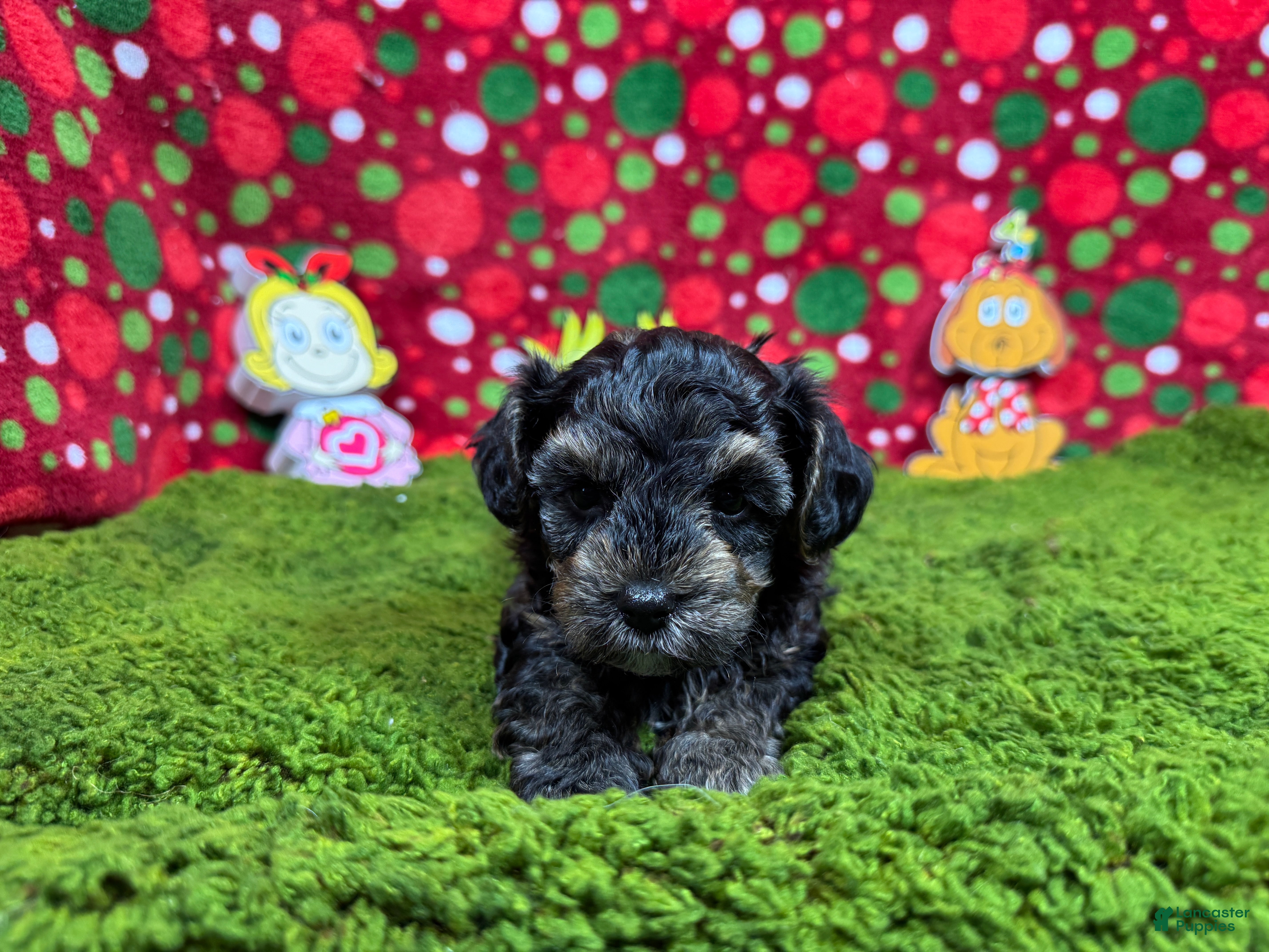 Yorkiepoo dogs Yorkiepoo Puppy 1 - Ad 28