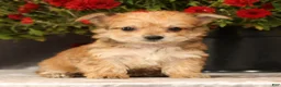 Yochon dogs for sale: Timmy - Ad 8