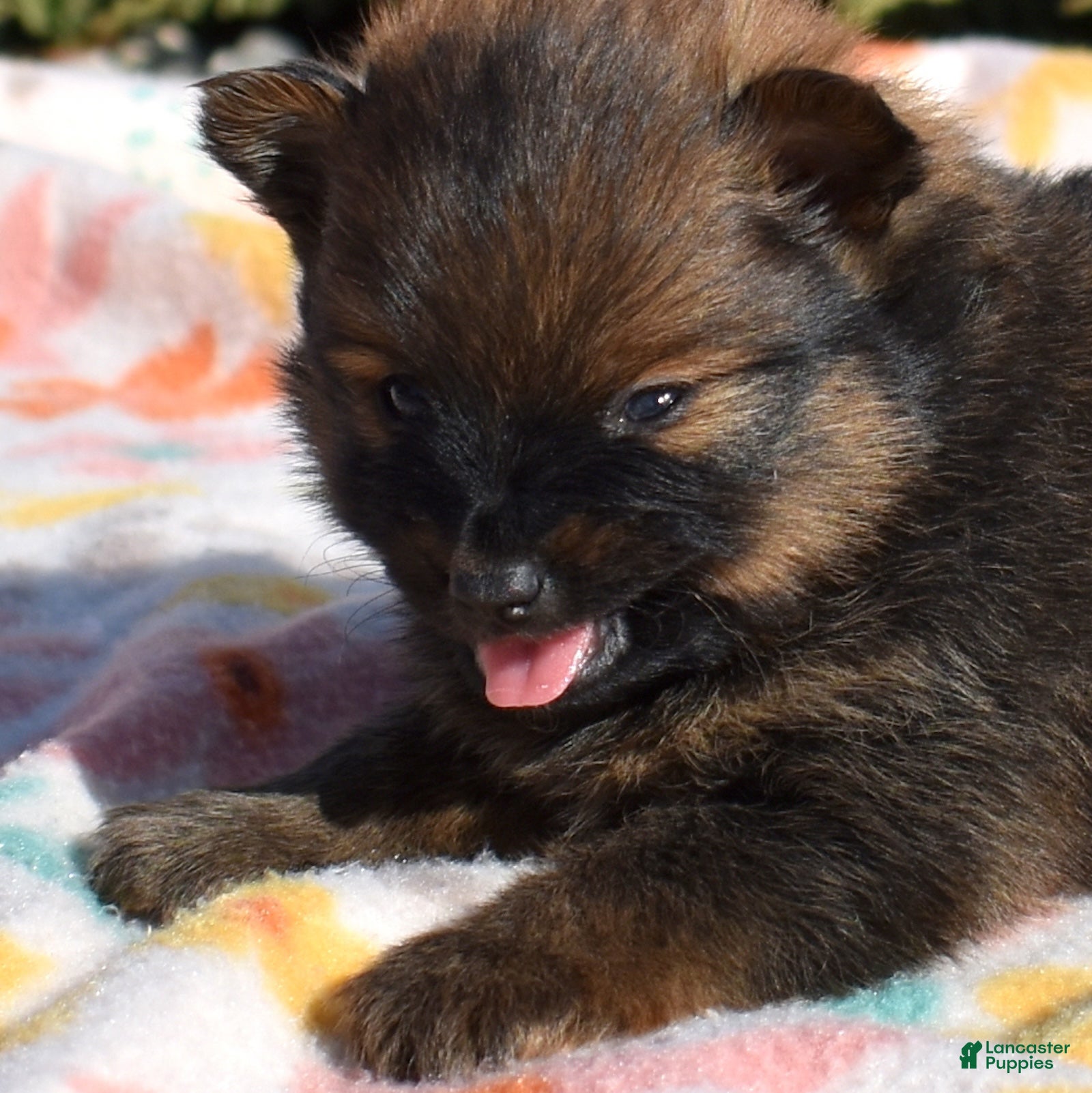 Pomeranian dogs Poppy  - Ad 1