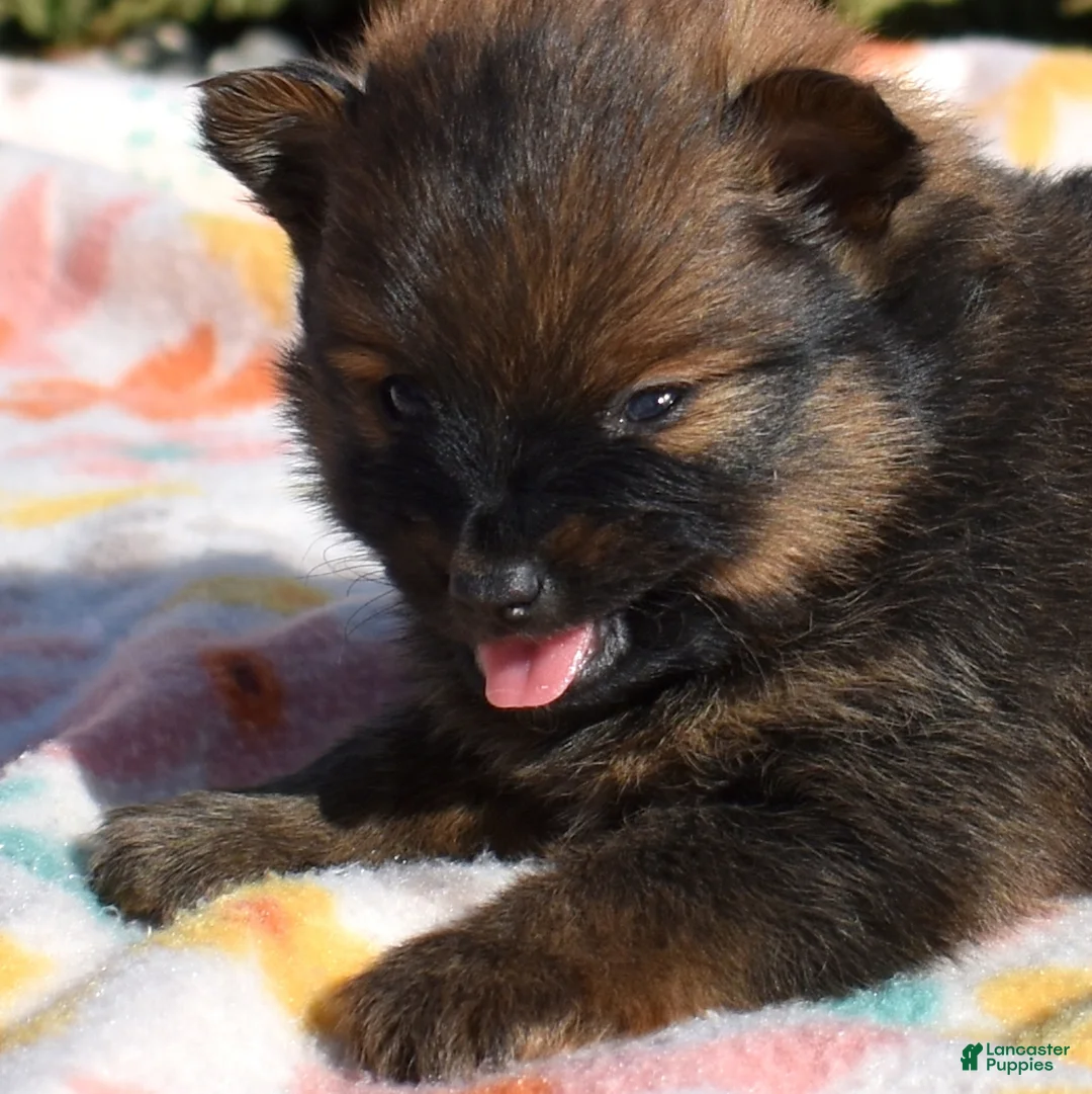 Pomeranian dogs for sale: Poppy  - Ad 1