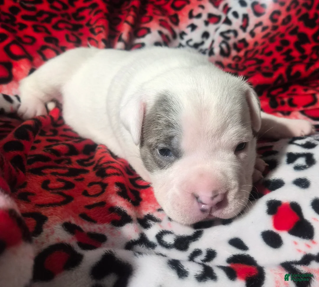 Mixed Breed dogs for sale: "BRAD PITT" - Ad 8