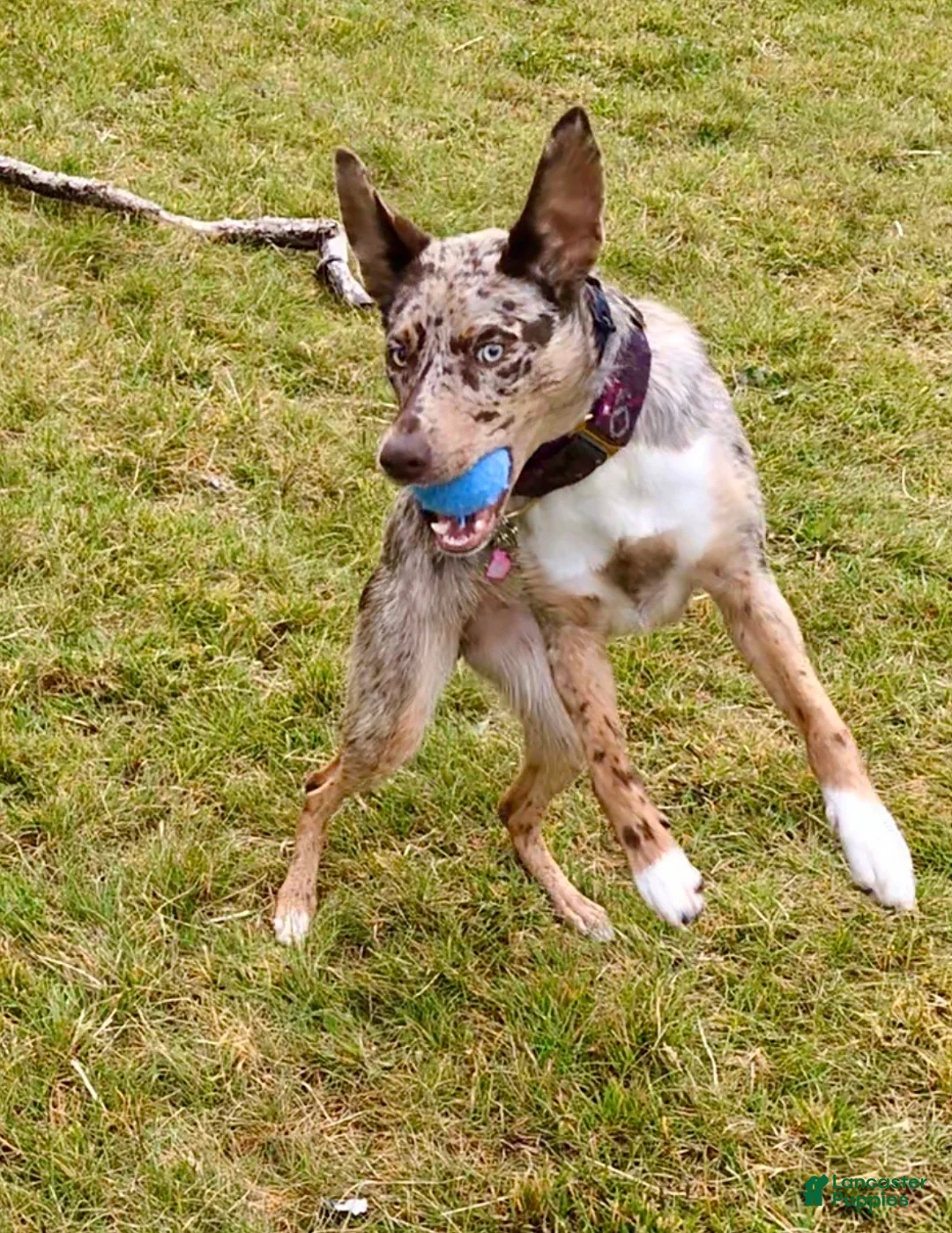 Mixed Breed dogs for sale: Kelpie/Border Collie Puppy 2 - Ad 20