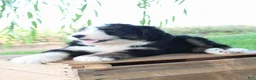 Bernedoodle dogs for sale: Harper - Ad 4