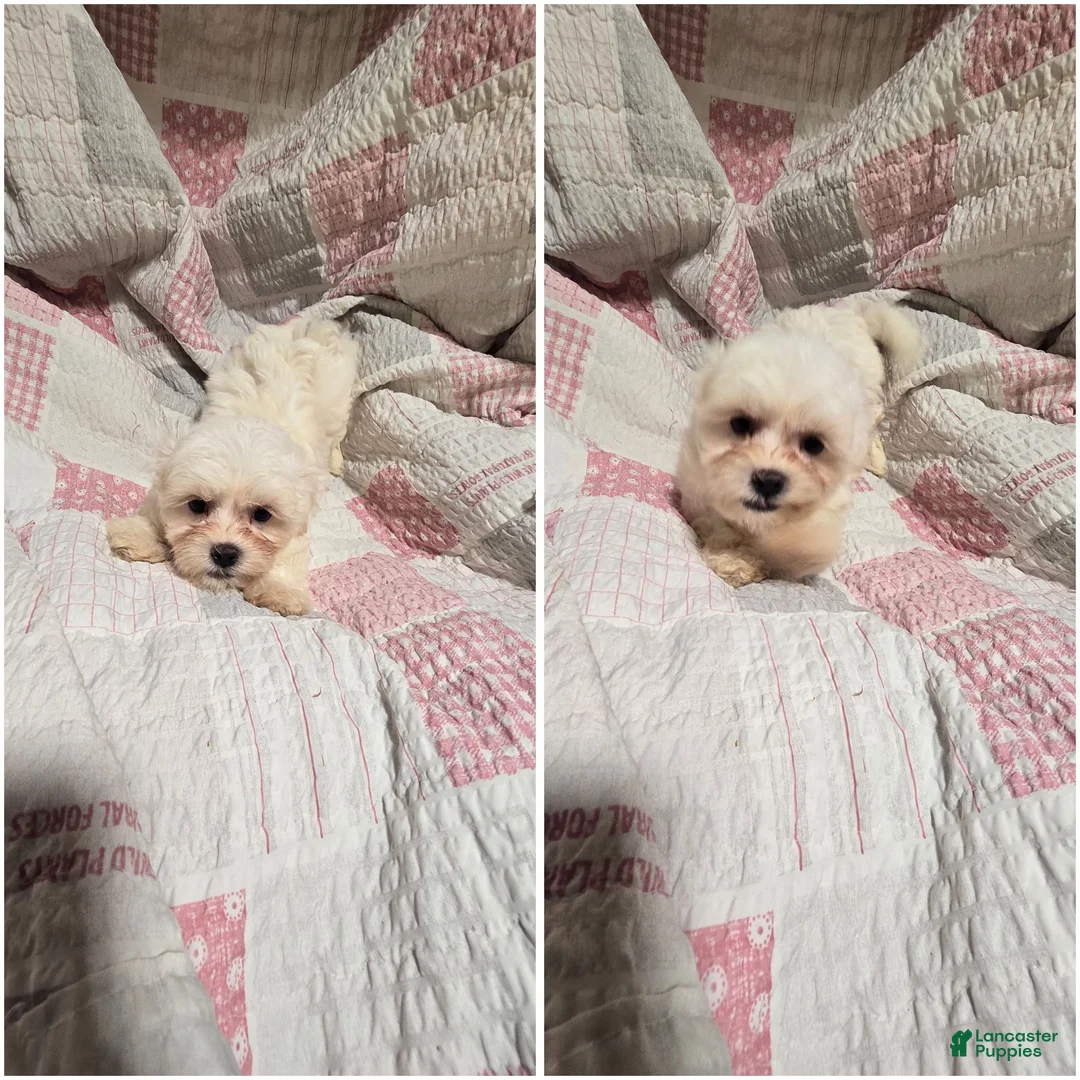 Shihpoo dogs for sale: Momo - Ad 3