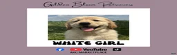 Golden Retriever dogs for sale: White Girl - Ad 1