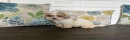 Shihpoo dogs for sale: Cinderella  - Ad 4