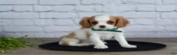 Cavalier King Charles Spaniel dogs for sale: Logan - Ad 5