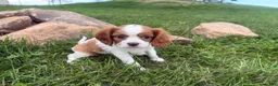 Cavalier King Charles Spaniel dogs for sale: Leo - Ad 1