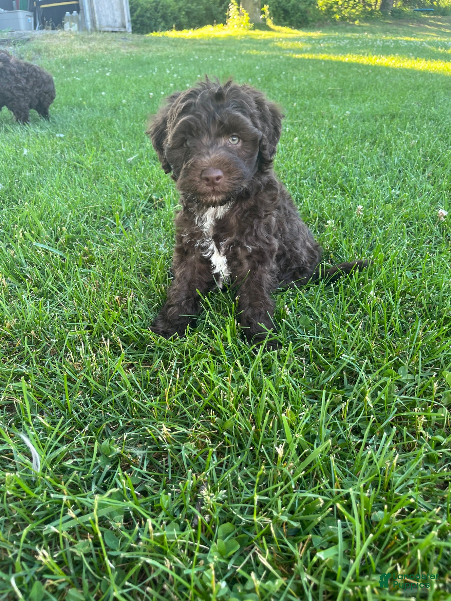 Miniature Labradoodle dogs Merle - JAX  - Ad 1