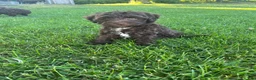 Miniature Labradoodle dogs for sale: Merle - JAX  - Ad 1