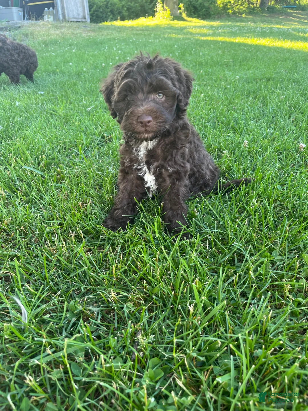 Miniature Labradoodle dogs for sale: Merle - JAX  - Ad 1