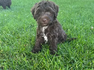 Miniature Labradoodle dogs for sale: Merle - JAX - Ad 3