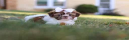 Shih Tzu dogs for sale: Juniper - Ad 2