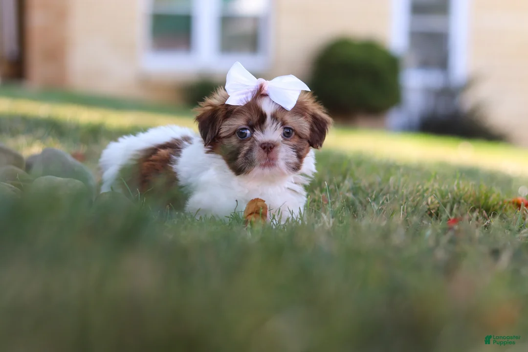 Shih Tzu dogs for sale: Juniper - Ad 2