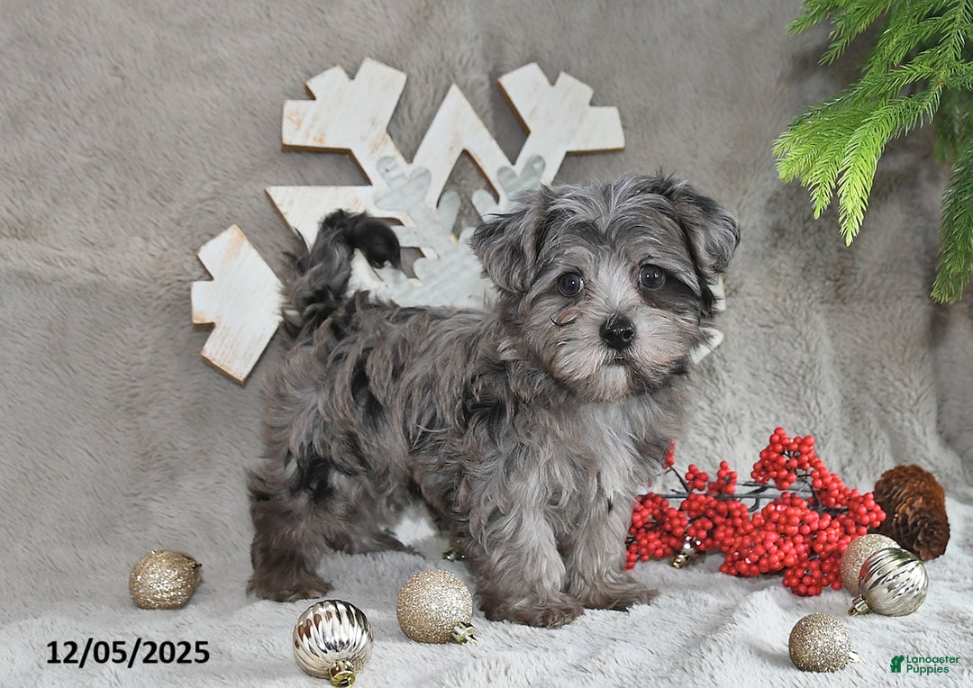 Yorkiepoo dogs for sale: Zack - Ad 7