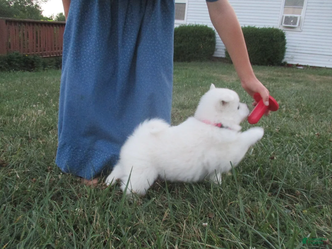 American Eskimo dogs for sale: Diamond - Ad 1
