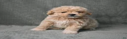 Maltipoo dogs for sale: Maltipoo 3 - Ad 10