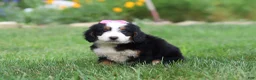 Mini Bernedoodle dogs for sale: Pixie - Ad 3
