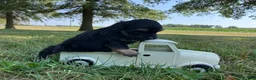 Shihpoo dogs for sale: Macy - Ad 5
