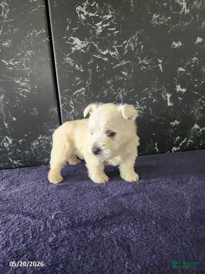 West Highland Terrier dogs Maggie - Ad 2