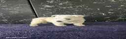 West Highland Terrier dogs for sale: Maggie - Ad 2