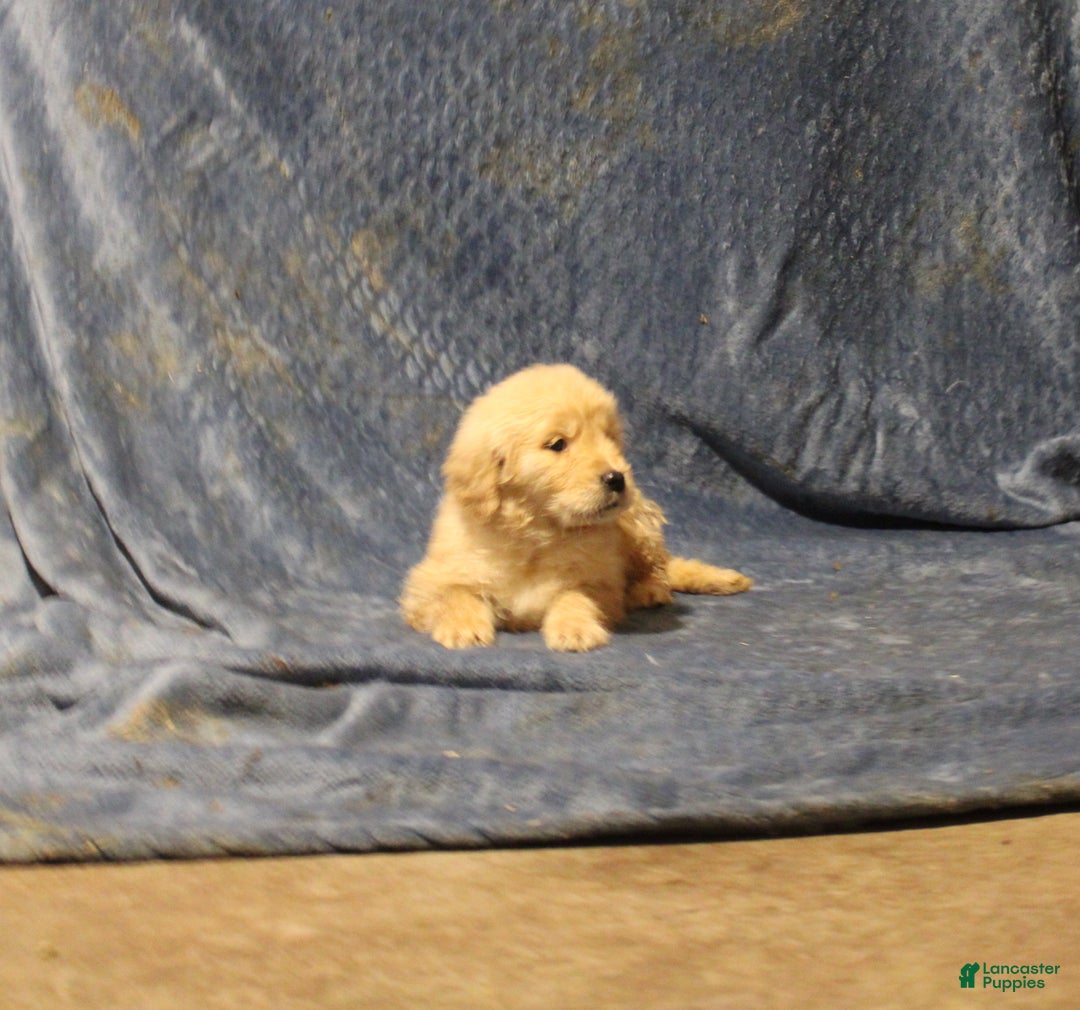 Golden Retriever dogs for sale: Charlie - Ad 2