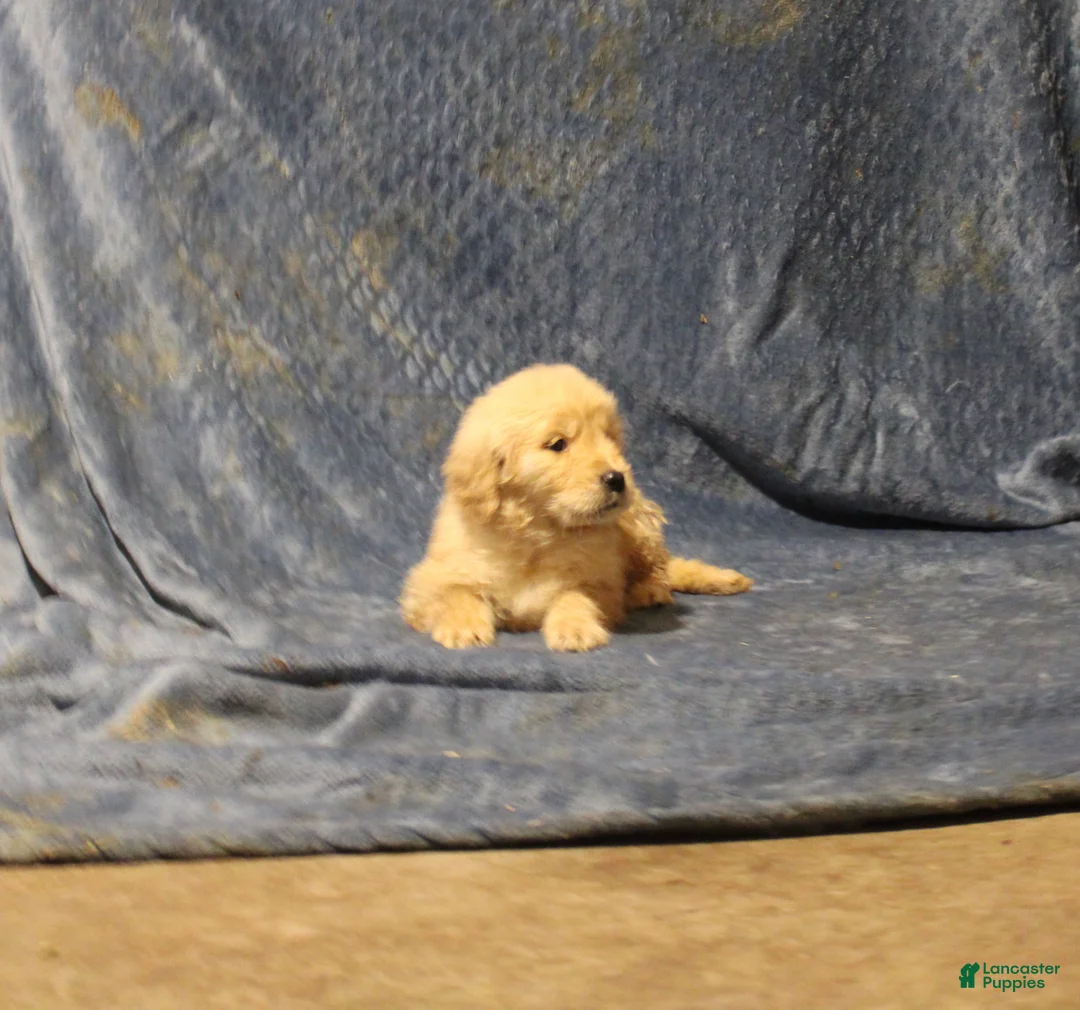 Golden Retriever dogs for sale: Charlie - Ad 2