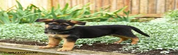German Shepherd dogs for sale: Vinny - Ad 3