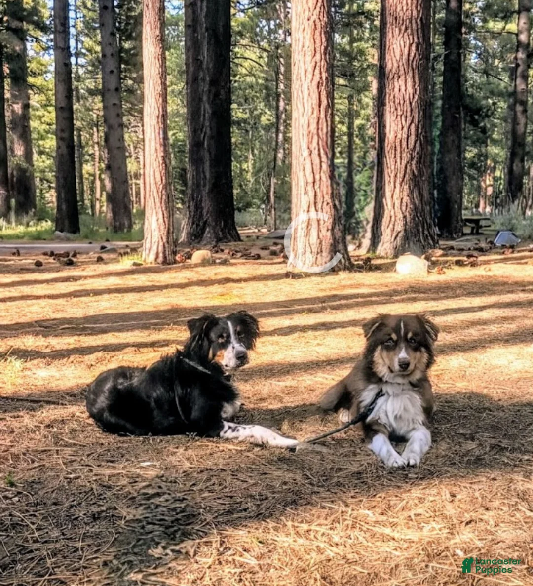 Australian Shepherd dogs for sale: Australian Shepherd Puppy 2 - Ad 5