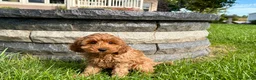 Cockapoo dogs for sale: Cockapoo female 3 - Ad 7
