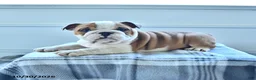 English Bulldog dogs for sale: Mason - Ad 4