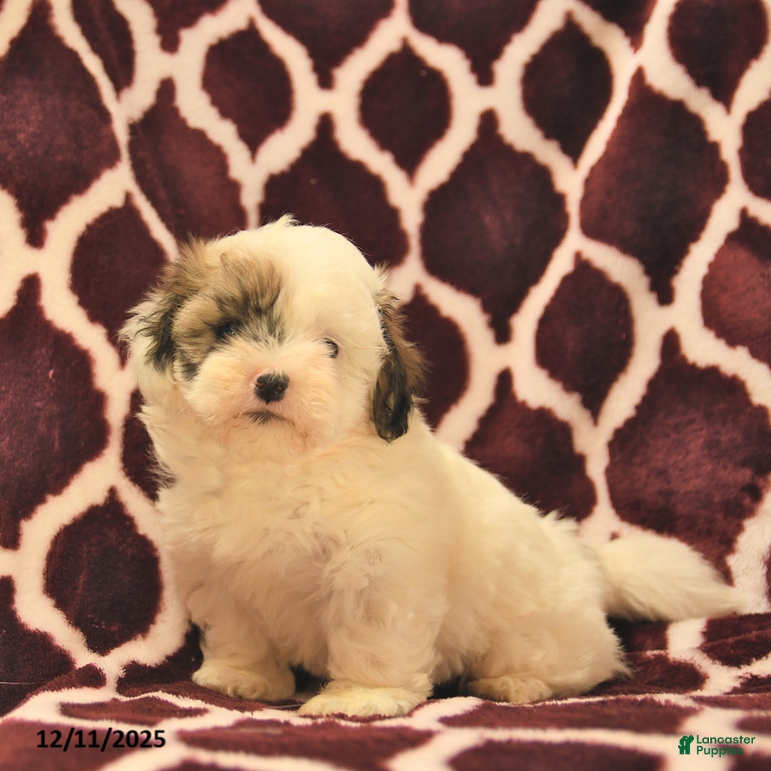 Teddy Bear dogs for sale: Beauty  - Ad 4