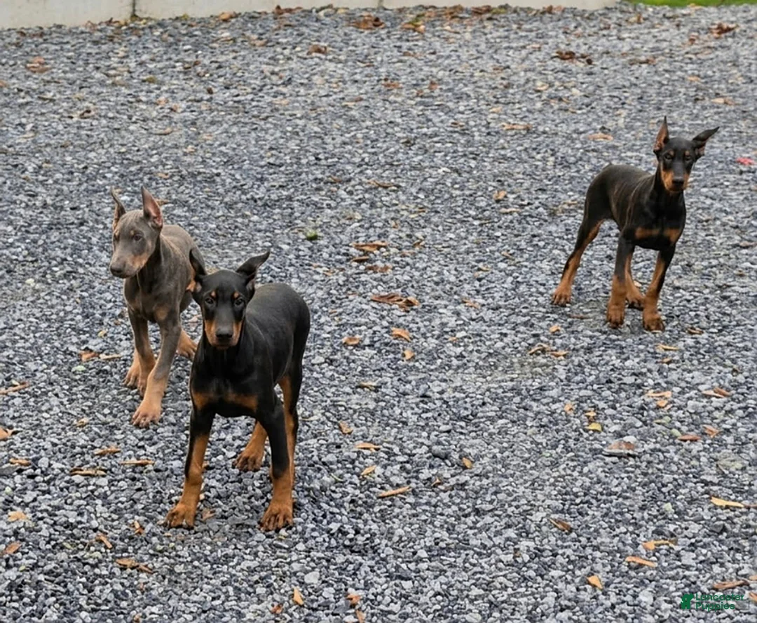 Doberman Pinscher dogs for sale: Ranger - Ad 2