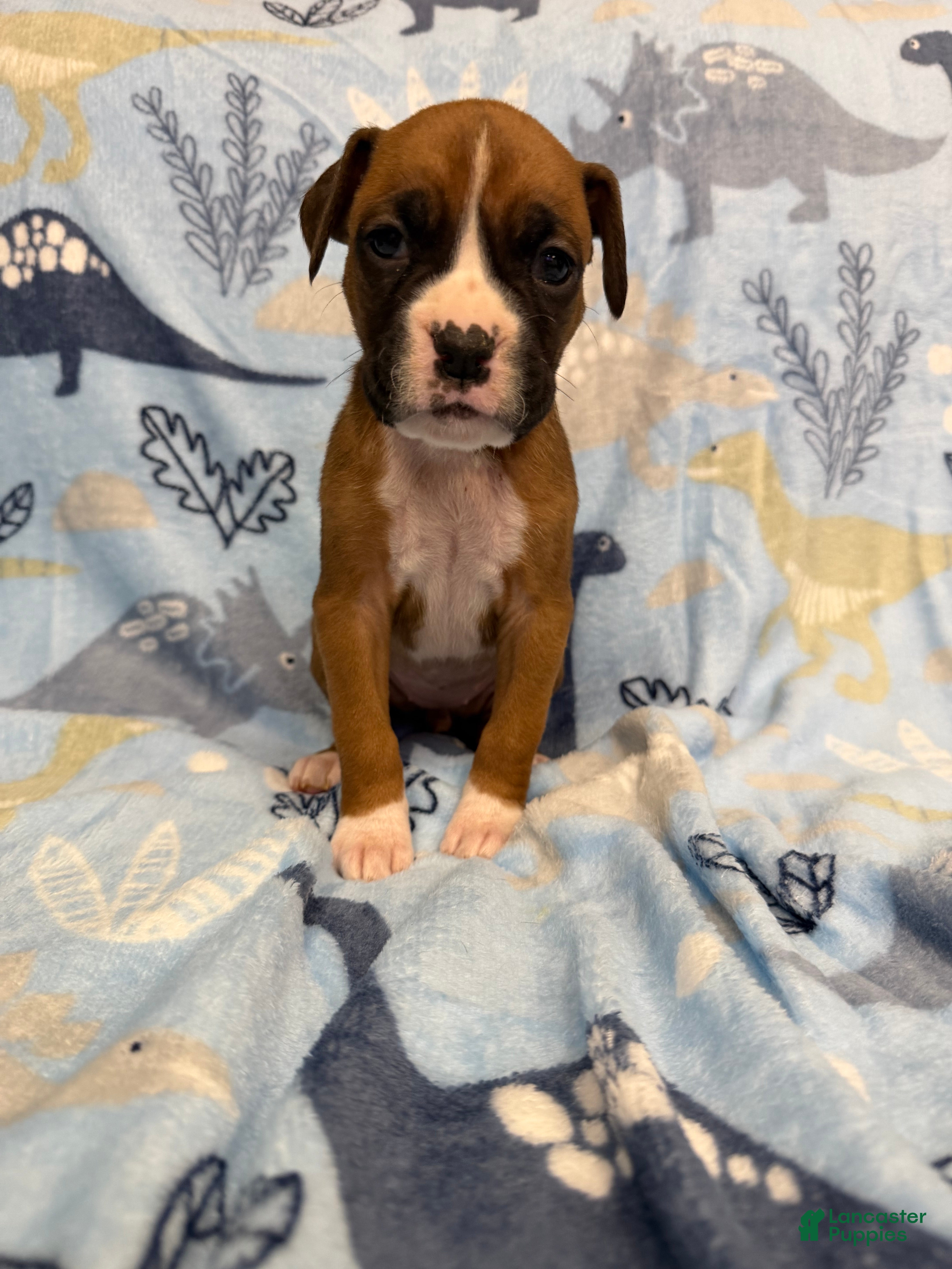 Boxer dogs Teddy - Ad 38