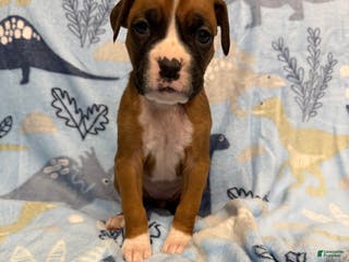 Boxer dogs Teddy - Ad 38