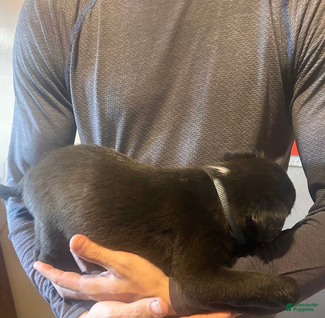 Mixed Breed dogs for sale: Jax - Ad 4