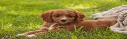 Cavapoo dogs for sale: Avery Cavapoo  - Ad 12
